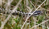 864A0367__YOUNG_MALE_ADDER_crp.jpg