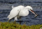 864A0392__LITTLE_EGRET_28_WITH_FISH___CRP.jpg