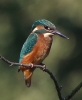 864A0747______KINGFISHER__CRP.jpg