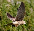 864A3755__KESTREL_28_WITH_LUNCH_29__CRP.jpg