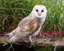 864A5392__BARN_OWL___CRP.jpg