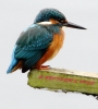 864A6397___KINGFISHER__C_CRP.jpg