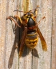 A_HORNET__crp.jpg