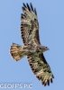 BUZZARD__06_2016_CRP__GP.jpg