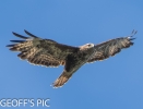 BUZZARD__09_2016____crp_GP.jpg