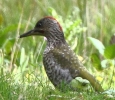 CC__IMG_9366_JPG___GREEN_WOODPECKER.jpg