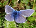 COMMON_BLUE__IMG_0299.JPG