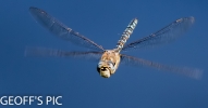 COMMON__HAWKER__05_28_Best_29_____crp_____28_DRAGON_FLY_29__SEPT__2016__.jpg