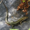 CROP_IMG_6748_JPG__COMMON_LIZARD_edited-1.jpg