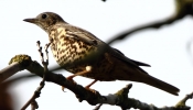 CROP_IMG_7026_JPG__SONG_THRUSH.jpg