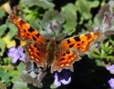 CRPIMG_0113__COMMA.jpg