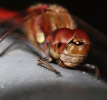 CRPIMG_0198__RUDDY_DARTER___1_TO_1_REPRODUCTION_28_DRAGON_FLY_29.jpg