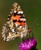 CRP_IMG_0301__PAINTED_LADY_28_BUTTERFLY_29.jpg