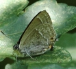 CRP_IMG_0990_JPG__PURPLE_HAIRSTREAK.jpg