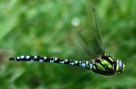 CRP__IMG_0136__SOUTHERN_HAWKER_28_IN_FLIGHT_29.jpg