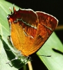 CRP__IMG_0997_JPG__FEMALE_BROWN_HAIRSTREAK.jpg