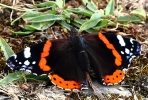 CRP__IMG_6758_JPG__THE_BEAUTIFUL_RED_ADMIRAL.jpg