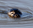 CRP__IMG_9309_JPG__SEAL.jpg