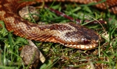 CRP___IMG_2779_JPG__young_adder_a.jpg