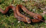 CRP______IMG_2730_JPG___YOUNG_ADDER.jpg