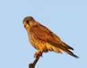 C_IMG_2859_JPG__ADULT_MALE_KESTREL.jpg