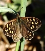 C_IMG_3188_SPECKLED__WOOD_.jpg