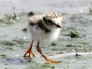 C_IMG_7600_JPG__YOUNG_RINGED_PLOVER.jpg