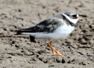 C_IMG_7609_JPG__ADULT_RINGED_PLOVER.jpg