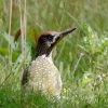 C__CROP_IMG_9370_JPG__GREEN_WOODPECKER.jpg