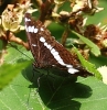 C__IMG_4773_JPG__WHITE_ADMIRAL.jpg