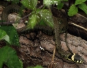 C__IMG_6516_JPG__GRASS_SNAKE_edited-2.jpg