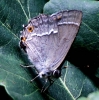 C__IMG_7305_JPG___PURPLE_HAIRSTREAK.jpg