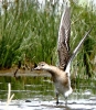 C__IMG_7777_JPG___WOOD_SANDPIPER.jpg