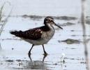 C__IMG_7794_JPG___WOOD_SANDPIPER.jpg