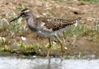 C__IMG_7802_JPG___WOOD_SANDPIPER.jpg