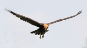 C__IMG_8215_JPG__FEMALE_MARSH_HARRIER.jpg