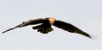 C__IMG_8216_JPG__FEMALE_MARSH_HARRIER.jpg