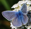 C__IMG_8569_JPG__COMMON_BLUE.jpg