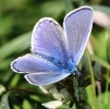 C__IMG_8581_JPG__COMMON_BLUE.jpg