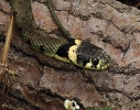 C___(_CLOSE_UP_)__IMG_6516_JPG__GRASS_SNAKE_edited-3.jpg