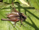 C___IMG_6818_JPG_____ROESELS_BUSH_CRICKET_edited-1.jpg