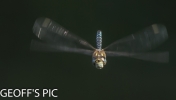 DRAGON_FLY___07__28__50__29__CRP___2016___GP.jpg