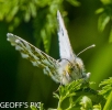 FEMALE_ORANGE_TIP_28_rb_29__CP.jpg