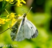 FEMALE_ORANGE_TIP___02_28_rb_29__CP.jpg