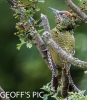 GREEN_WOODPECKER_28_JUST_SPOTTED_IN_A_TREE_29_28_GP_29___CP.jpg