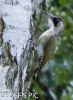 GREEN_WOODPECKER__2016___CRP__GP.jpg