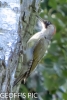 GREEN_WOODPECKER___02_2016_CRP__GP-2.jpg