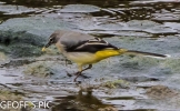 Grey_WAGTAIL_03___CRP___SEPT__2016__-2.jpg