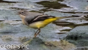 Grey_WAGTAIL_04____CRP__SEPT__2016__.jpg