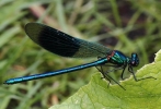 IMG_0071__BANDED_DEMOISELLE_28_MALE_29__CRP.jpg